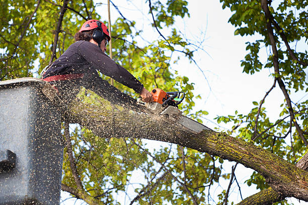 Best Tree Removal Near Me  in Morrilton, AR